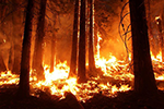 Bush Fire NSW